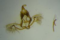 Cnephasia cupressivorana