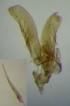 Elachista consortella