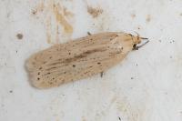 Agonopterix pallorella