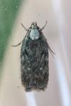 Depressaria douglasella