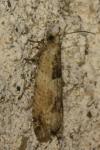 Crocidosema plebejana