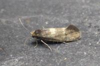 Incurvaria pectinea