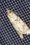 Diurnea fagella