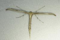 Emmelina monodactyla