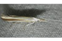 Coleophora conspicuella