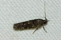 Teleiopsis diffinis