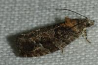 Eudemis profundana