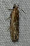 Eucosma