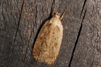 Agonopterix