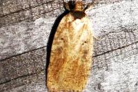 Agonopterix