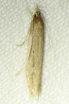 Limnaecia phragmitella