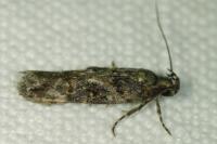 Teleiopsis diffinis