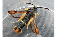 Pyropteron chrysidiforme