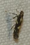 Calybites phasianipennella