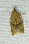Clepsis consimilana