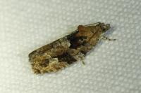 Eudemis profundana