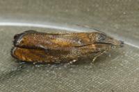 Dichrorampha vancouverana