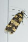 Oegoconia caradjai