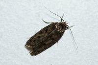 Hofmannophila pseudospretella