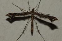 Amblyptilia acanthadactyla