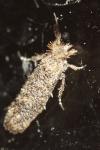 Ochsenheimeria taurella