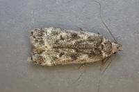 Anacampsis blattariella