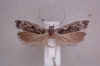 Anacampsis blattariella