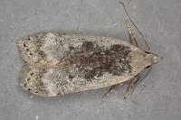 Anacampsis populella