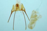 Anacampsis populella