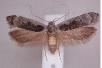 Anacampsis populella