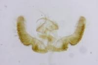 Epinotia abbreviana