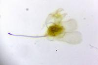 Coptotriche marginea