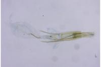 Cnephasia incertana