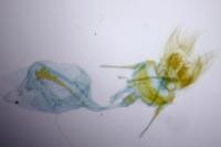 Cnephasia stephensiana