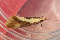Harpella forficella