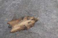 Acleris hastiana