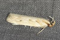 Stomopteryx detersella