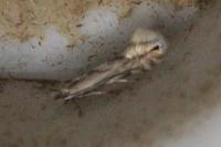 Phyllonorycter tenerella