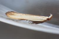 Mesophleps silacella