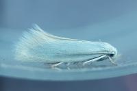 Elachista argentella