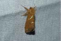 Phymatopus hecta