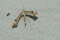 Platyptilia