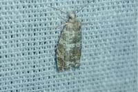 Epinotia tedella