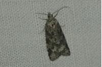 Cnephasia