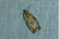 Eulia ministrana