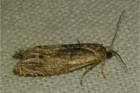 Eucosma