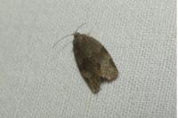 Syndemis musculana
