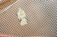 Acleris literana
