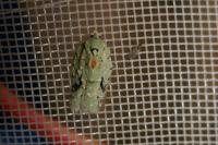 Acleris literana