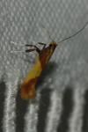 Caloptilia